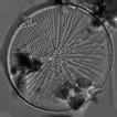 ﻿Exploring benthic diatom diversity i ...