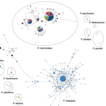 Mind the gap: DNA barcoding on Pachygrapsus ...