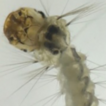 Microalgae diversity in Aedes aegypti ...